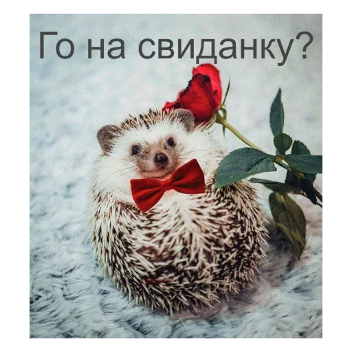 🦔 Стикер «Ежики» для Telegram
