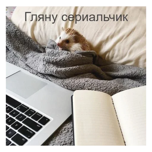 📺 Стикер «Ежики» для Telegram