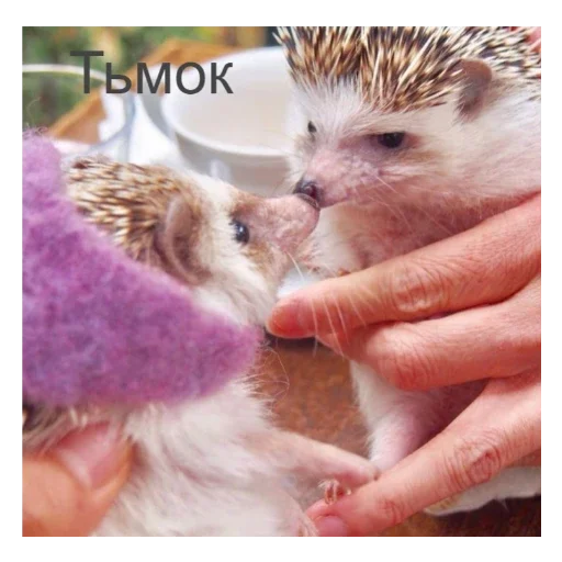 😘 Стикер «Ежики» для Telegram