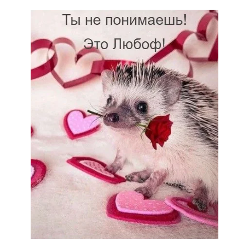 ❤️ Стикер «Ежики» для Telegram