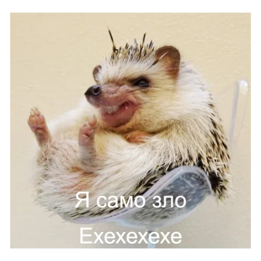 🦔 Стикер «Ежики» для Telegram
