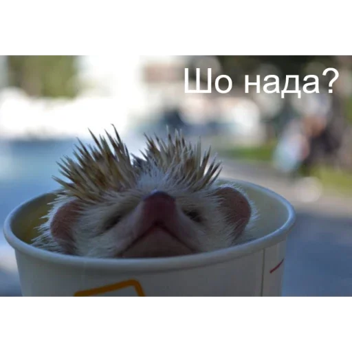 🦔 Стикер «Ежики» для Telegram