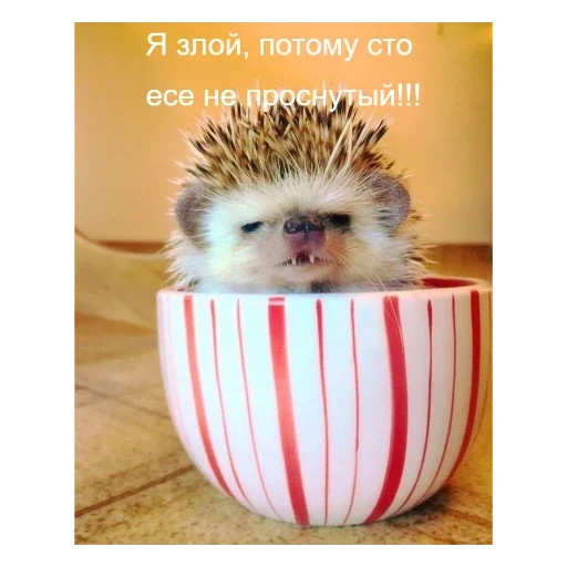 🦔 Стикер «Ежики» для Telegram
