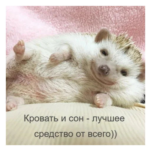 😏 Стикер «Ежики» для Telegram