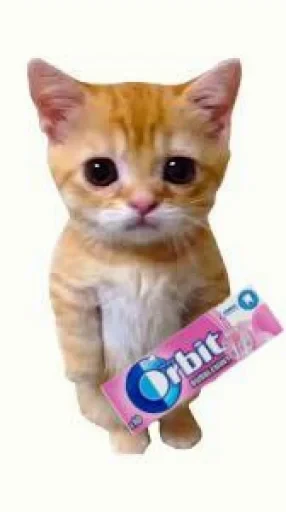 🤩 Стикер «El Gato» для Telegram