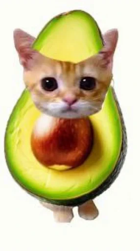 🤩 Стикер «El Gato» для Telegram