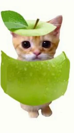 🤩 Стикер «El Gato» для Telegram