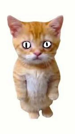 🤩 Стикер «El Gato» для Telegram