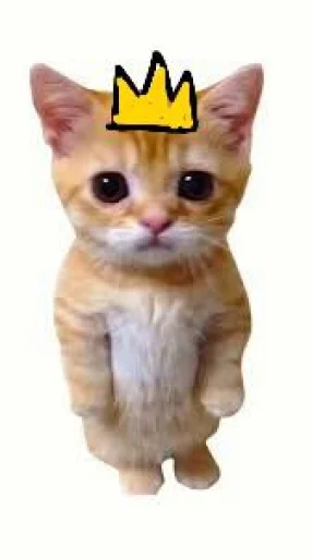 🤩 Стикер «El Gato» для Telegram