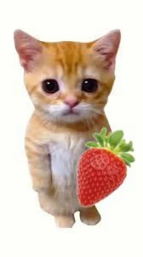 🤩 Стикер «El Gato» для Telegram