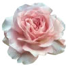💕 Эмодзи «elegant» для Telegram