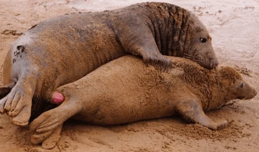 ❤️ Стикер «Elephant seal» для Telegram