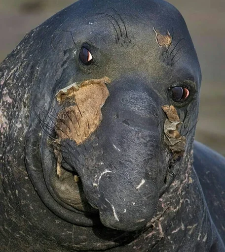 😐 Стикер «Elephant seal» для Telegram