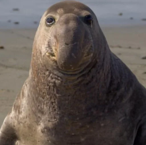 😐 Стикер «Elephant seal» для Telegram