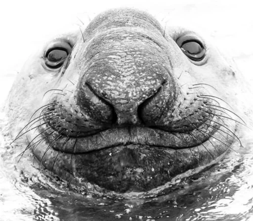 😊 Стикер «Elephant seal» для Telegram