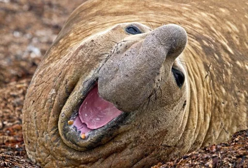 😂 Стикер «Elephant seal» для Telegram