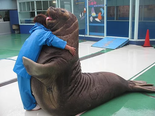 ❤️ Стикер «Elephant seal» для Telegram