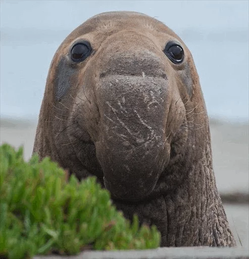 😐 Стикер «Elephant seal» для Telegram