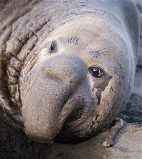 😭 Стикер «Elephant seal» для Telegram