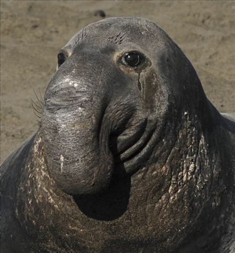 😐 Стикер «Elephant seal» для Telegram