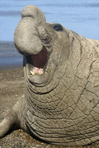 😂 Стикер «Elephant seal» для Telegram
