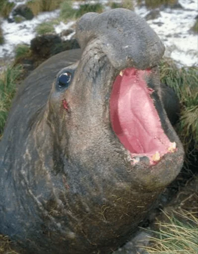 😭 Стикер «Elephant seal» для Telegram
