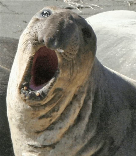 😢 Стикер «Elephant seal» для Telegram