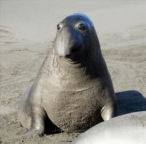 😐 Стикер «Elephant seal» для Telegram