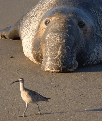😞 Стикер «Elephant seal» для Telegram