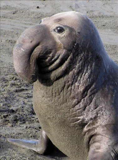 😐 Стикер «Elephant seal» для Telegram