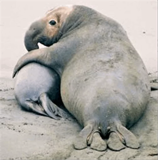 👫 Стикер «Elephant seal» для Telegram