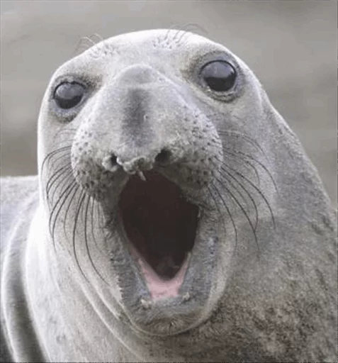 😳 Стикер «Elephant seal» для Telegram
