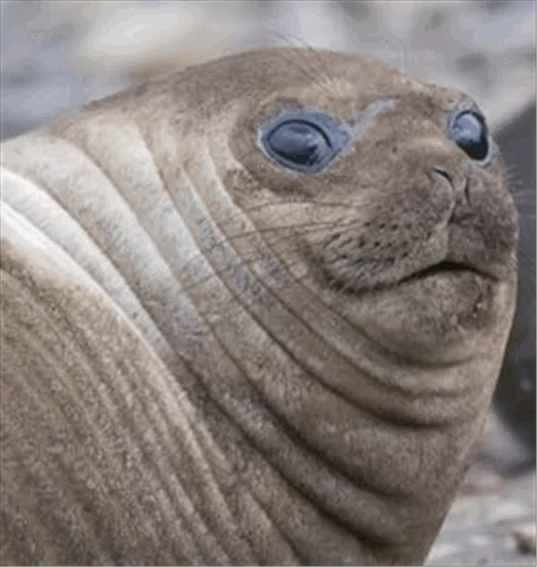😳 Стикер «Elephant seal» для Telegram