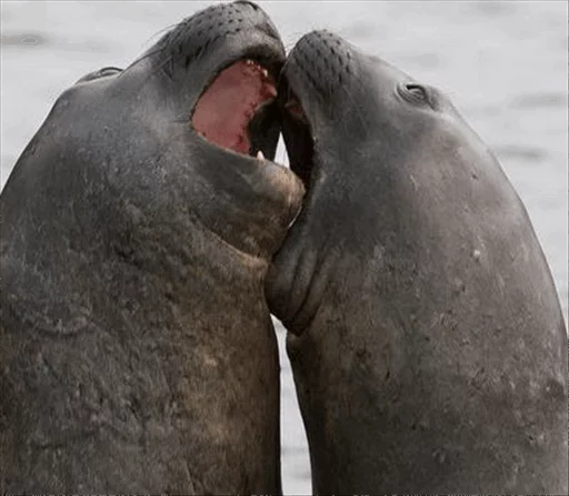 👫 Стикер «Elephant seal» для Telegram