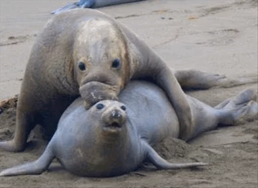 👫 Стикер «Elephant seal» для Telegram