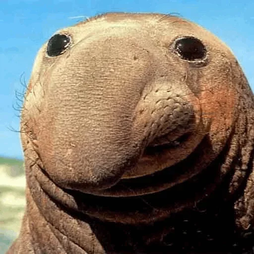 😐 Стикер «Elephant seal» для Telegram