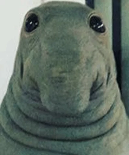 😐 Стикер «Elephant seal» для Telegram