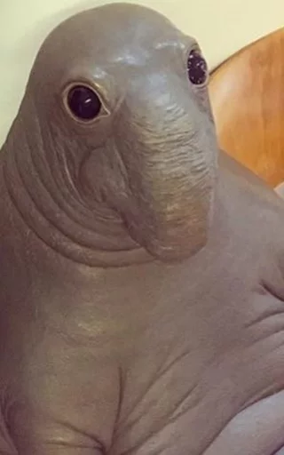 😞 Стикер «Elephant seal» для Telegram