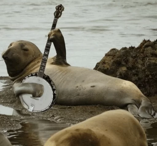 🎸 Стикер «Elephant seal» для Telegram