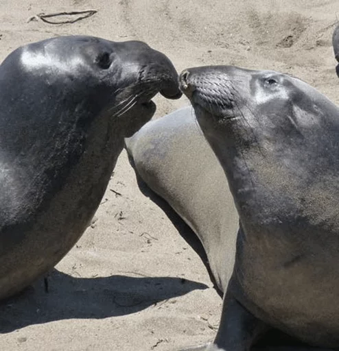 ❤ Стикер «Elephant seal» для Telegram