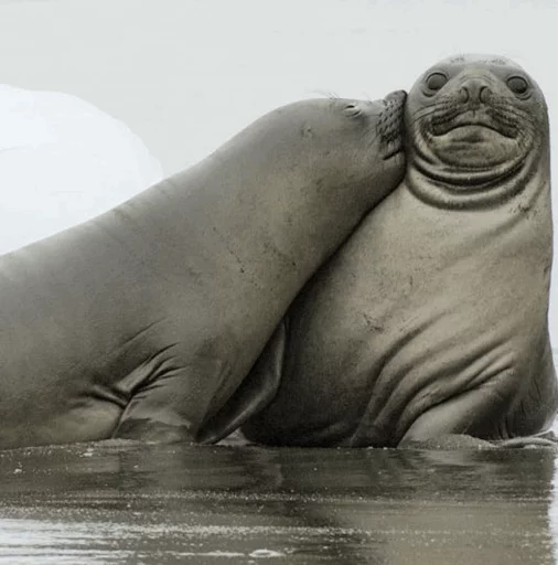 ❤ Стикер «Elephant seal» для Telegram