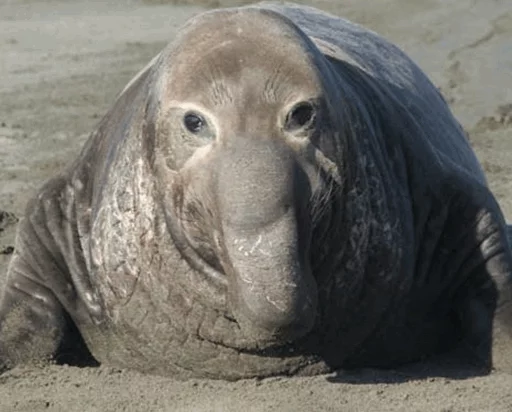 😐 Стикер «Elephant seal» для Telegram