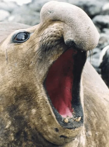 😂 Стикер «Elephant seal» для Telegram