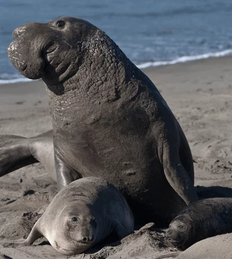 😂 Стикер «Elephant seal» для Telegram