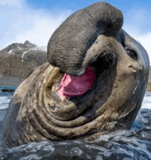 😂 Стикер «Elephant seal» для Telegram