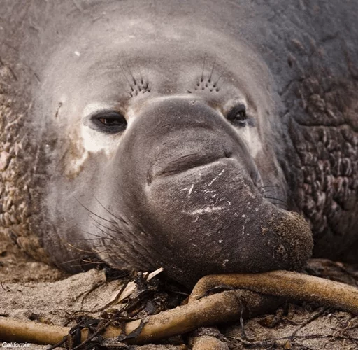 😔 Стикер «Elephant seal» для Telegram
