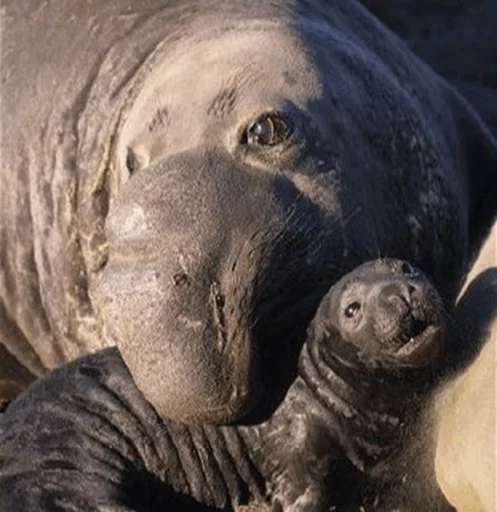 😂 Стикер «Elephant seal» для Telegram