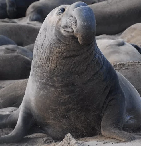 😂 Стикер «Elephant seal» для Telegram