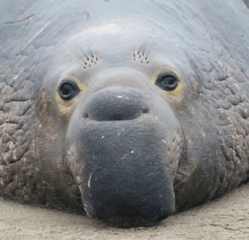 😂 Стикер «Elephant seal» для Telegram