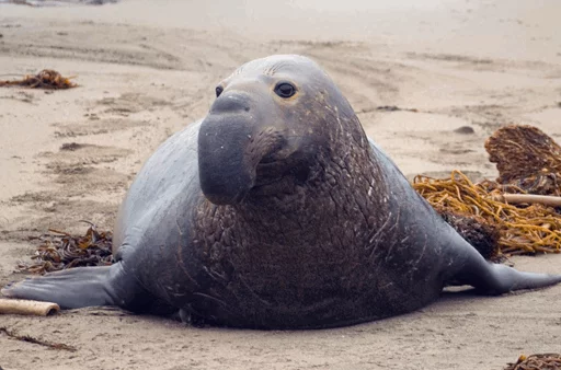 😔 Стикер «Elephant seal» для Telegram